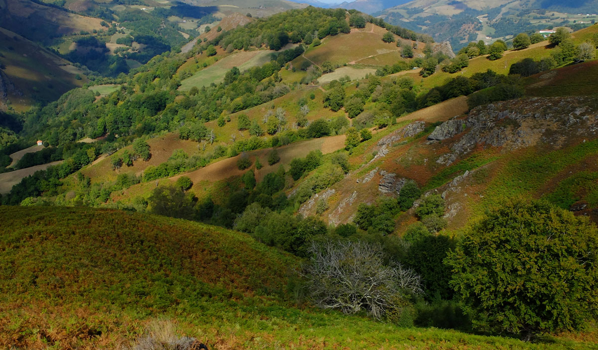 Bosques del KINTOA