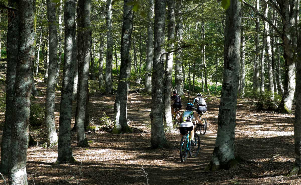 Basoak-MTB-Eremua-Sugea