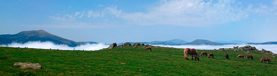 pano-Arnostegi