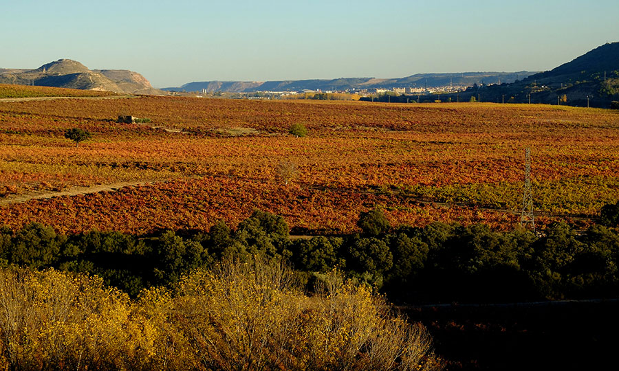 Mer de vignes