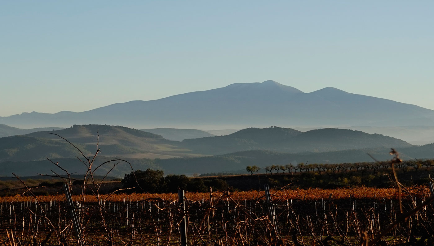 Moncayo y viñedos