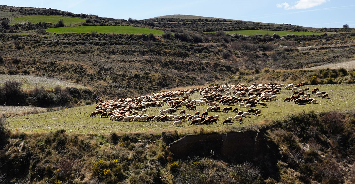 Rebaño de ovejas